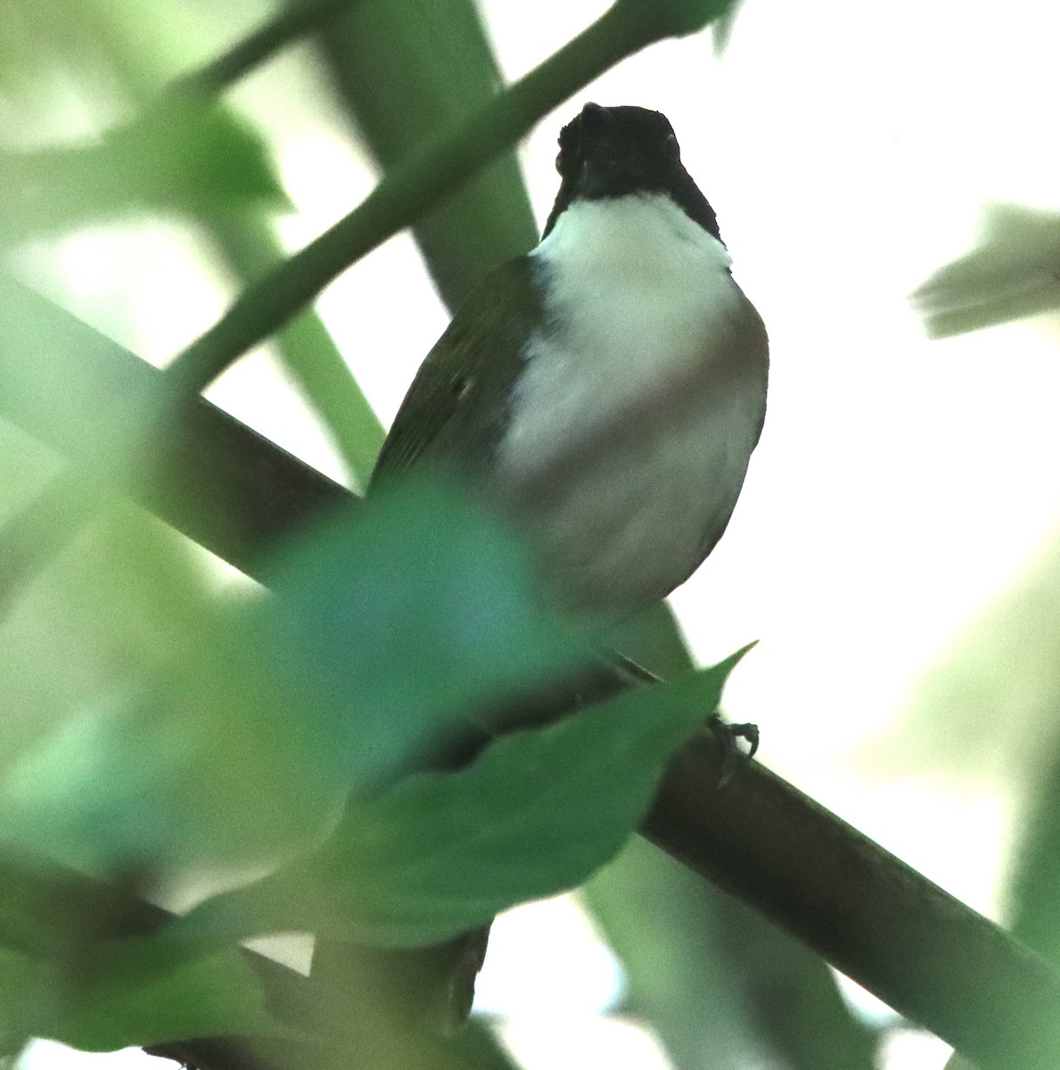 Black-headed Brushfinch - ML638502878
