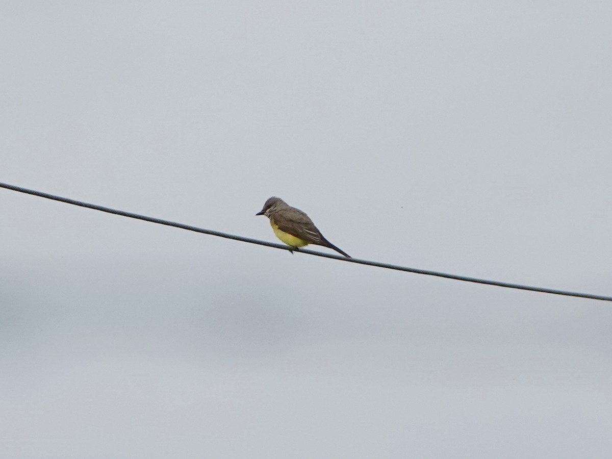 Western Kingbird - ML638502881