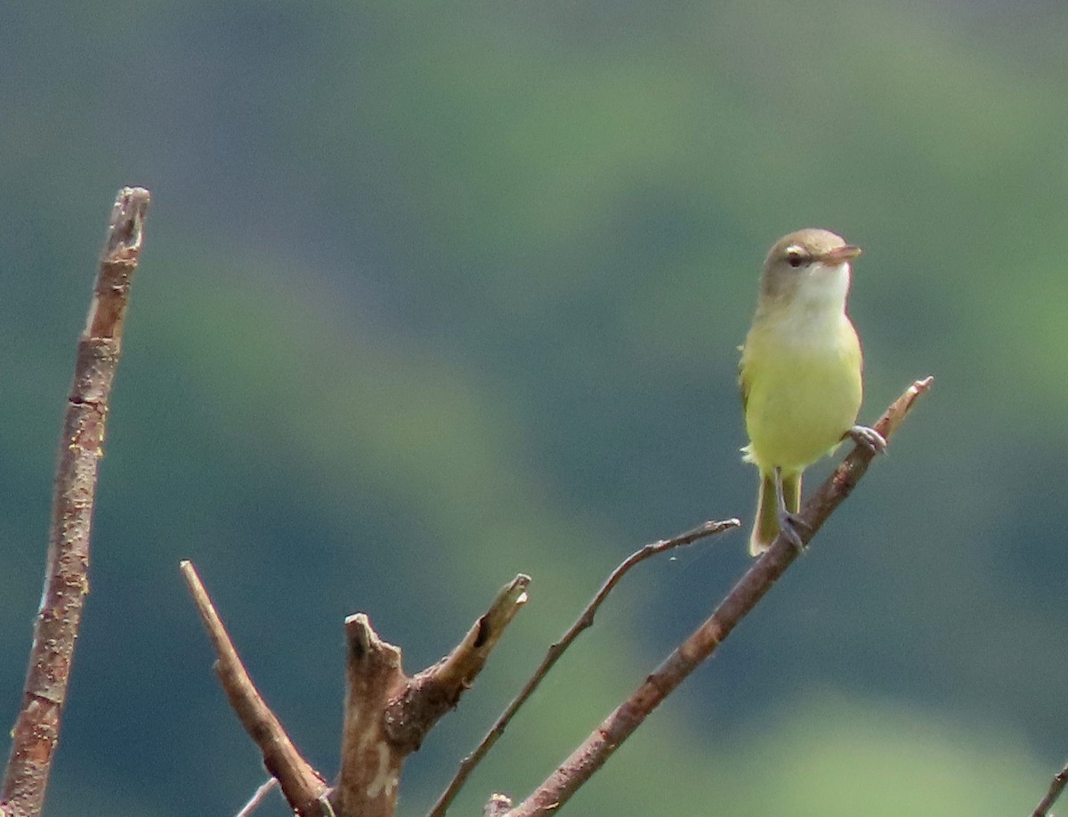 Bell's Vireo - ML638502890