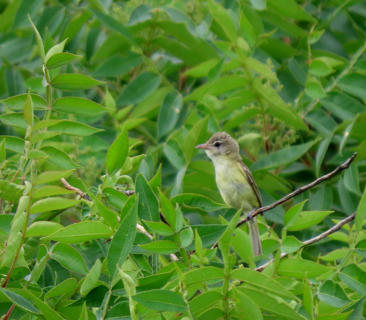 Bell's Vireo - ML638502891