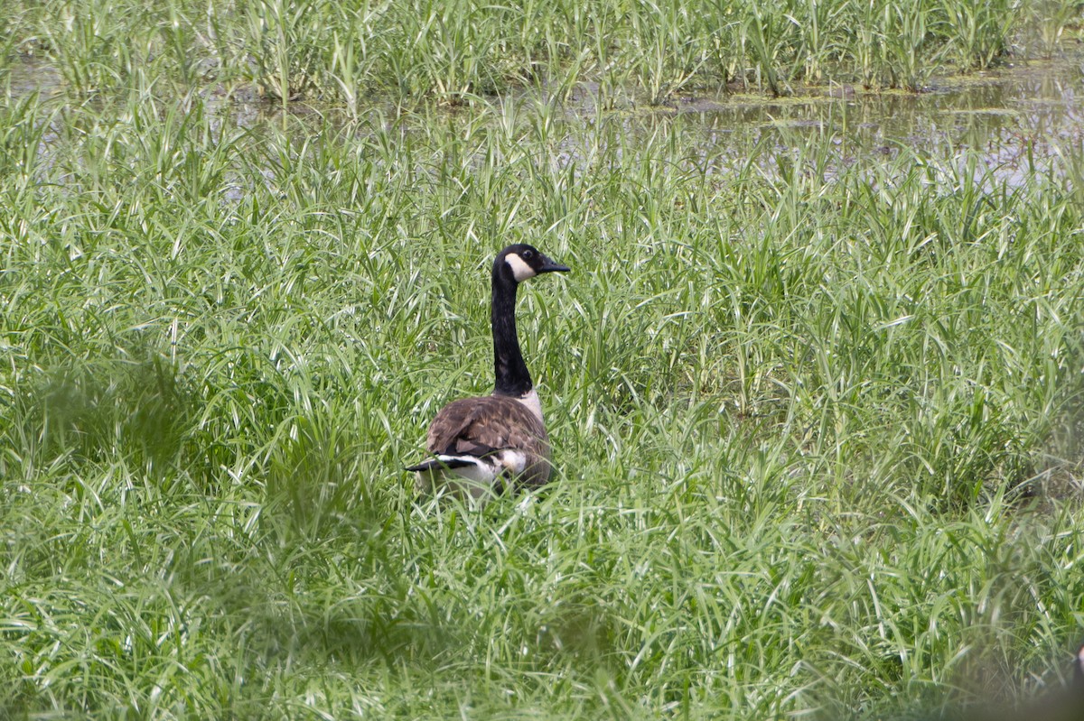 Canada Goose - ML638502896