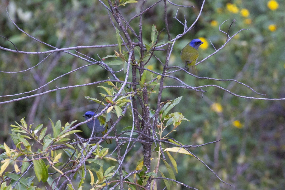 Blue-capped Tanager - ML638502904
