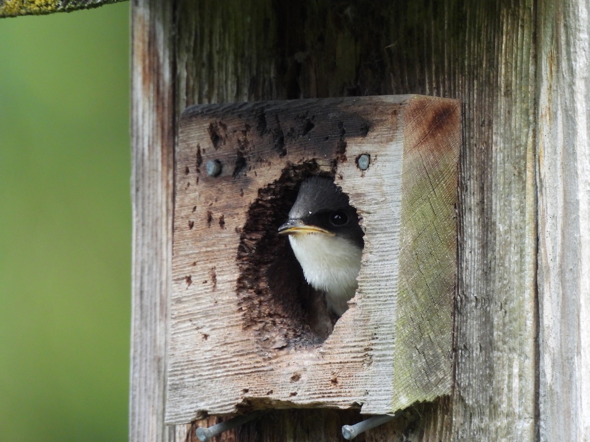 Tree Swallow - ML638502912