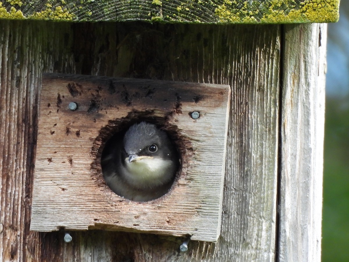 Tree Swallow - ML638502913