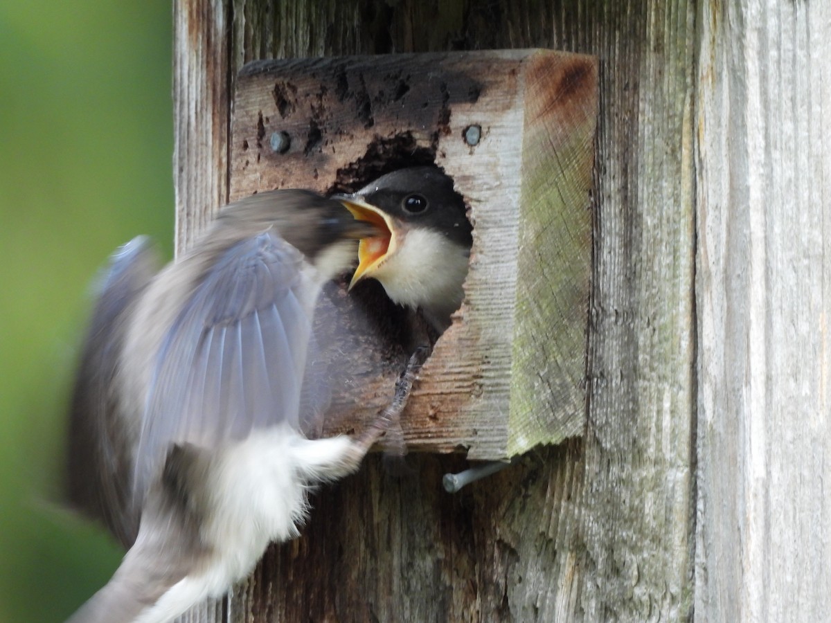 Tree Swallow - ML638502914