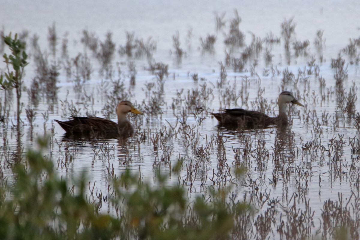 Mottled Duck - ML638502939