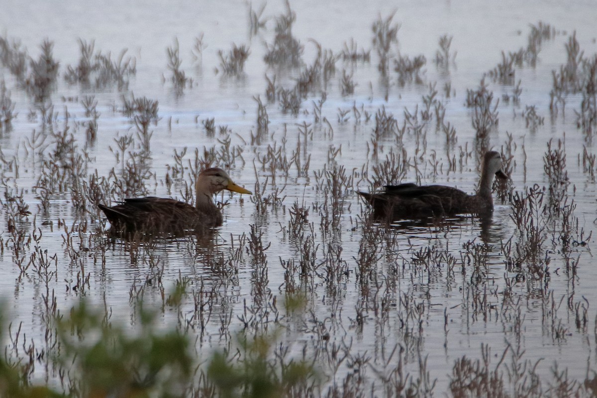 Mottled Duck - ML638502943