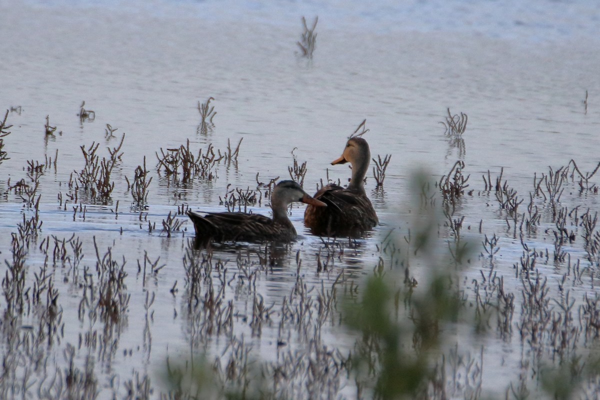 Mottled Duck - ML638502945