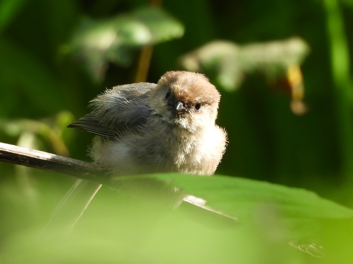 Bushtit - ML638502949