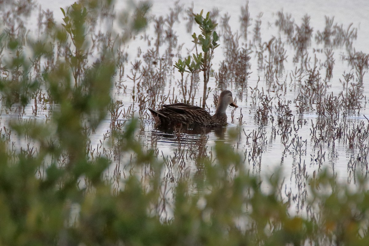 Mottled Duck - ML638502952