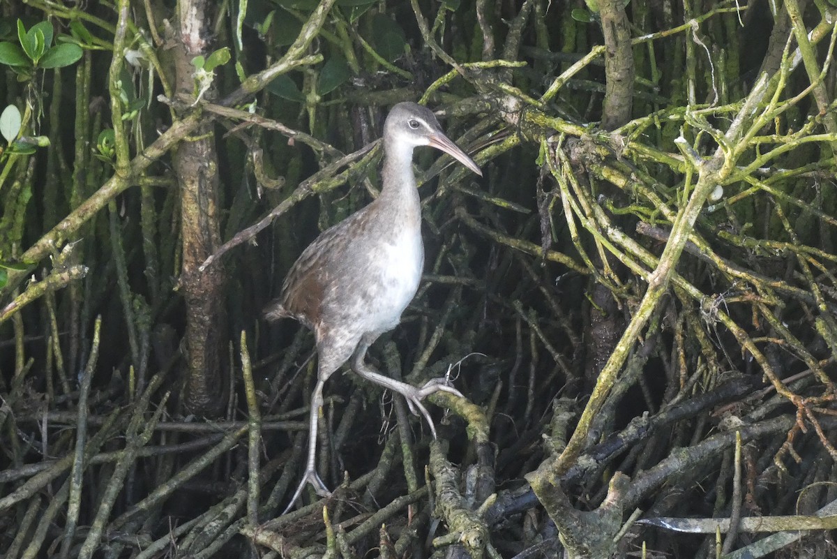 Clapper Rail - ML638502985