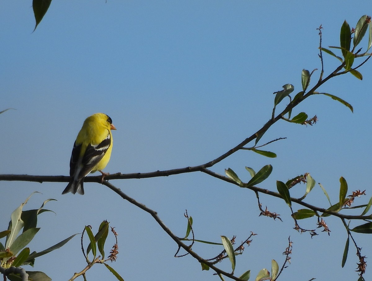 American Goldfinch - ML638502992