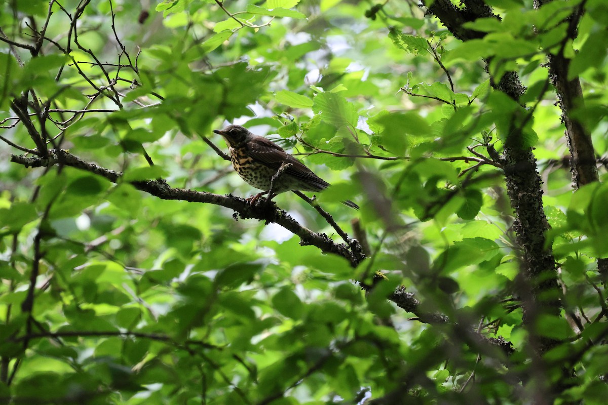 Fieldfare - ML638503004