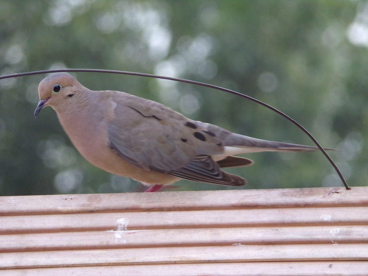 Mourning Dove - ML638503022
