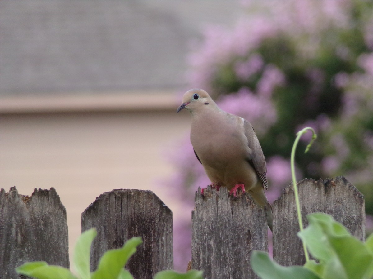 Mourning Dove - ML638503024