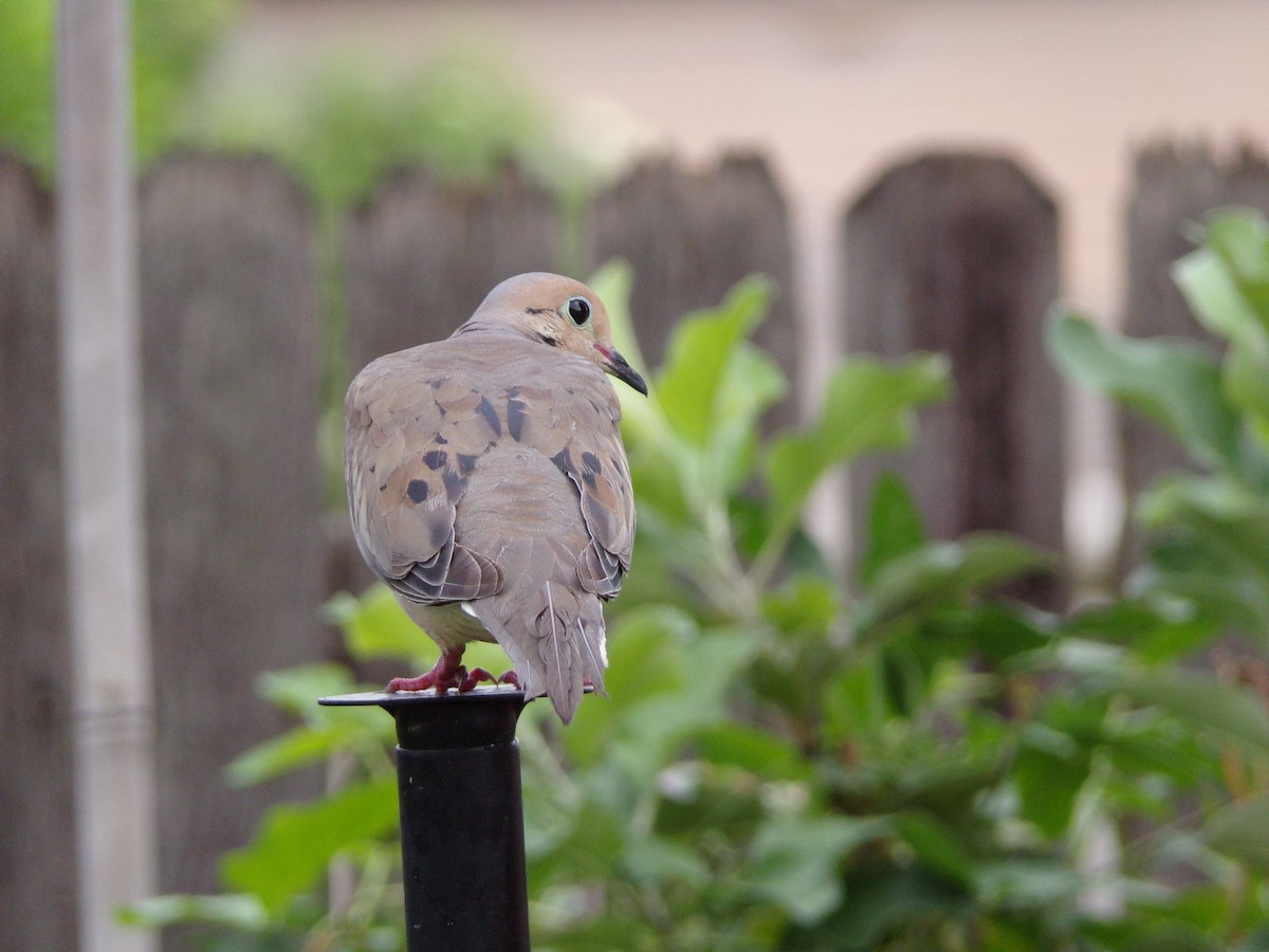 Mourning Dove - ML638503028