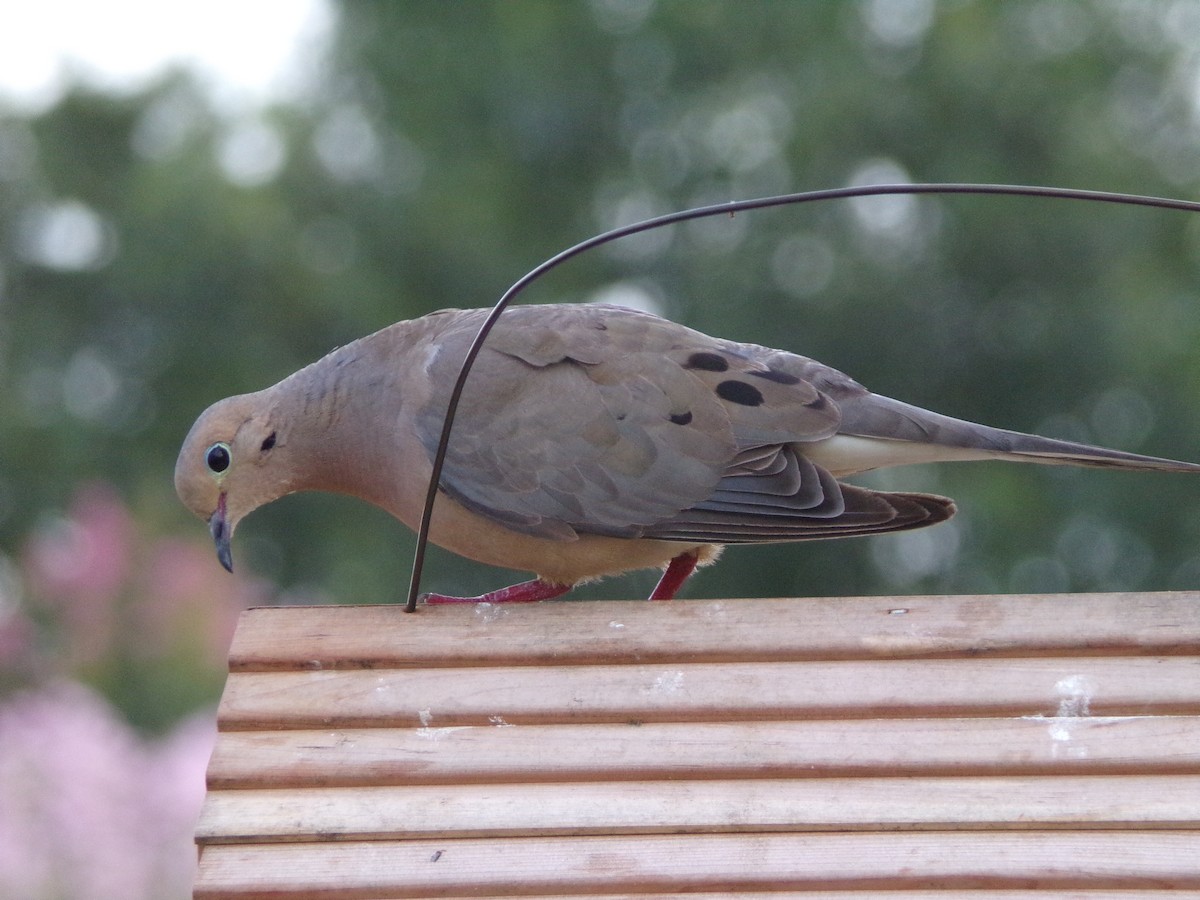 Mourning Dove - ML638503029