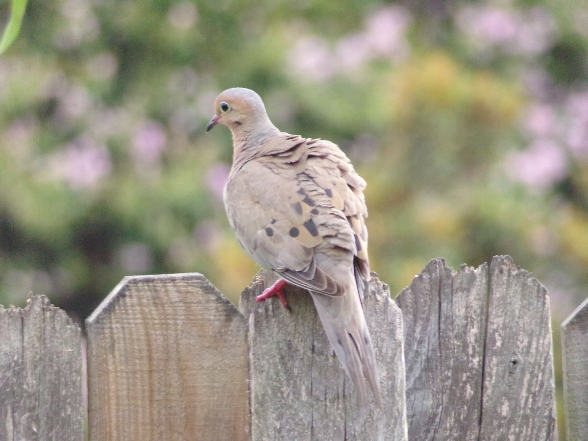 Mourning Dove - ML638503030