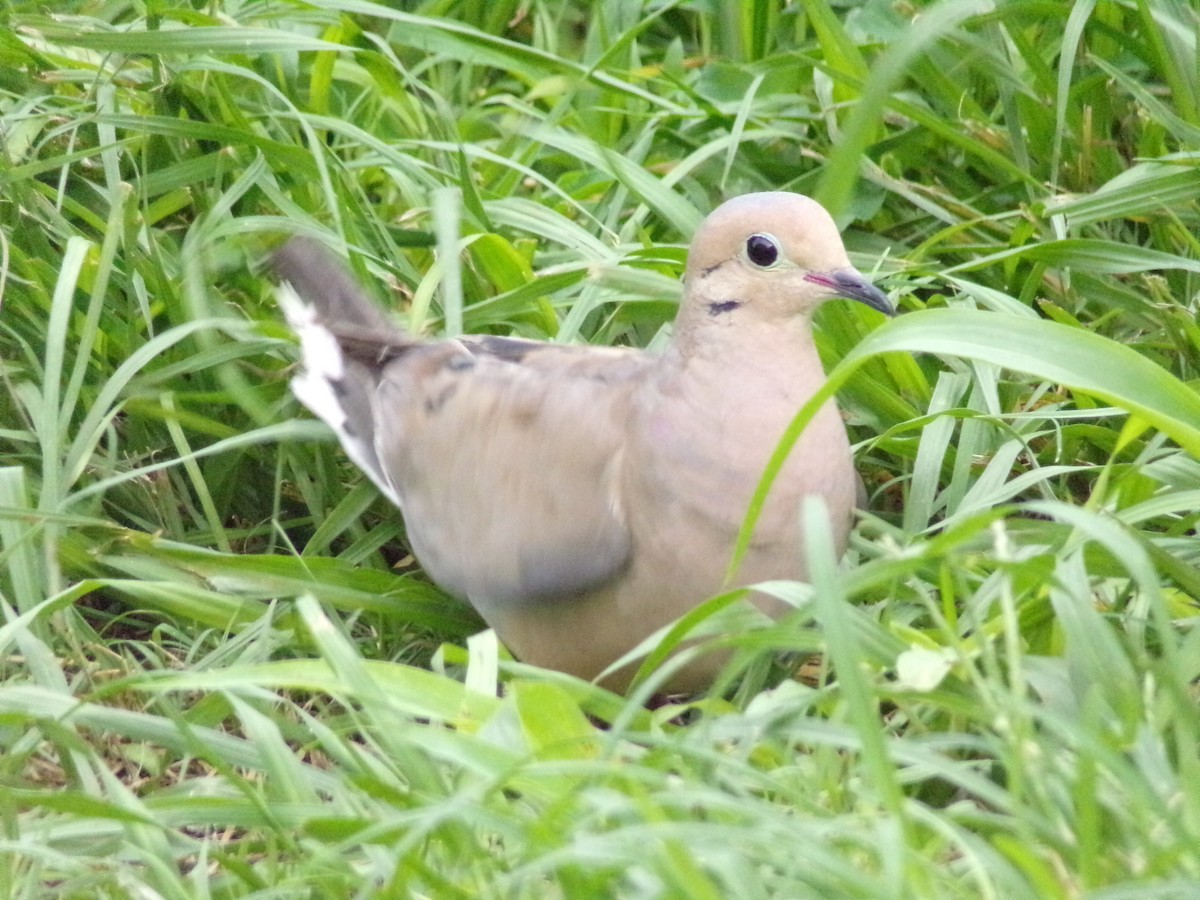 Mourning Dove - ML638503031
