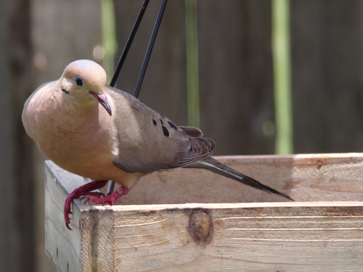 Mourning Dove - ML638503032