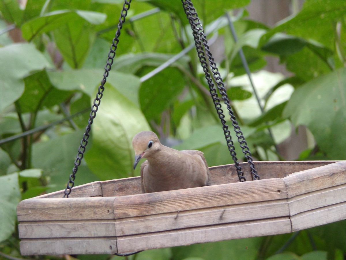 Mourning Dove - ML638503033