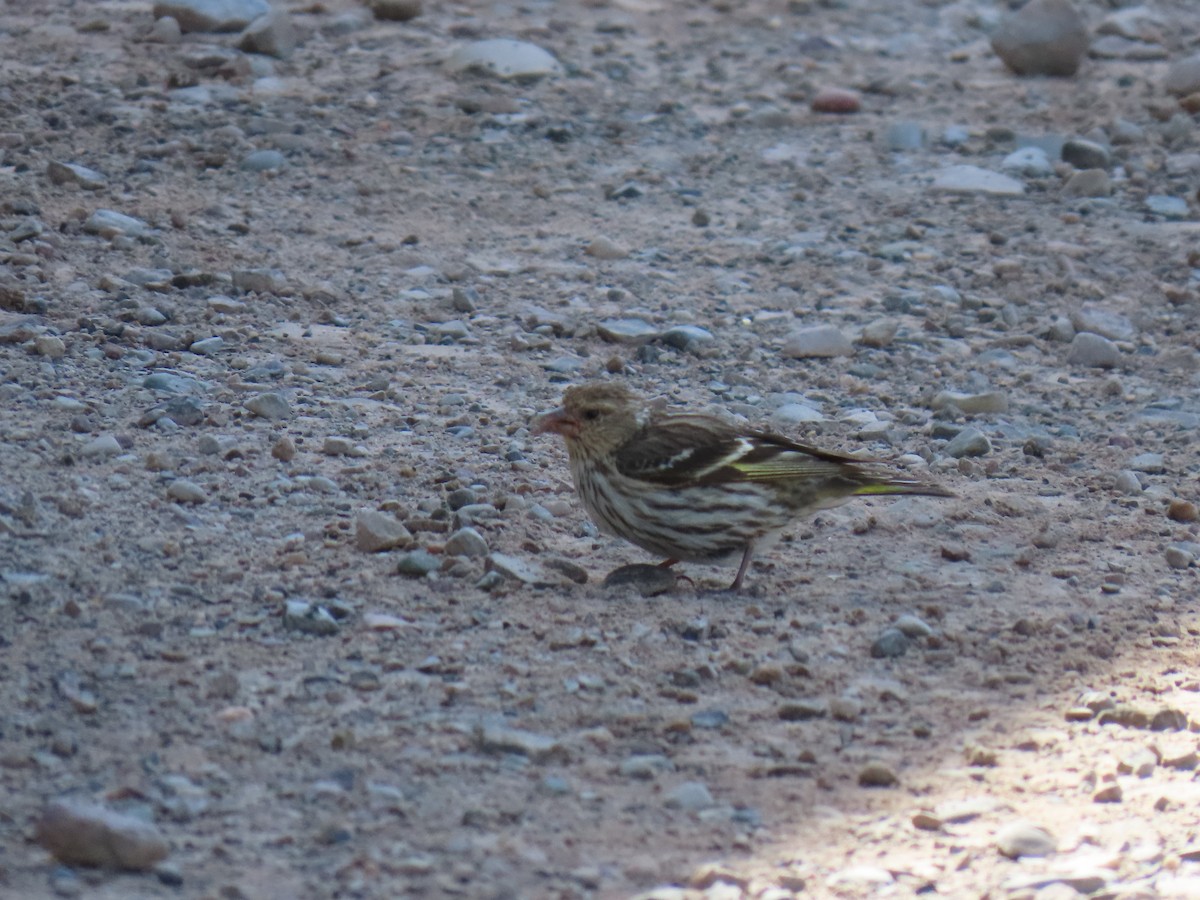 Pine Siskin - ML638503039