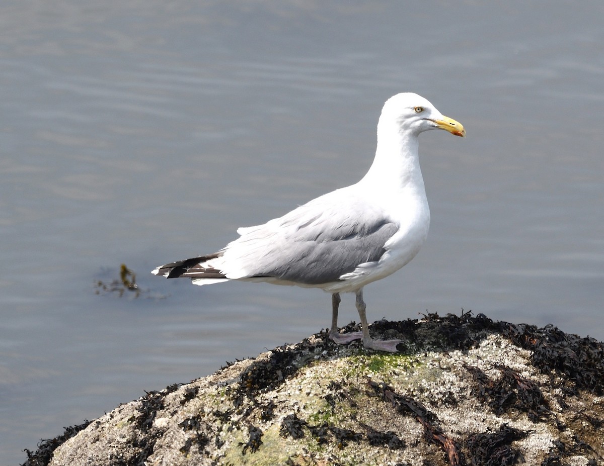 American Herring Gull - ML638503058