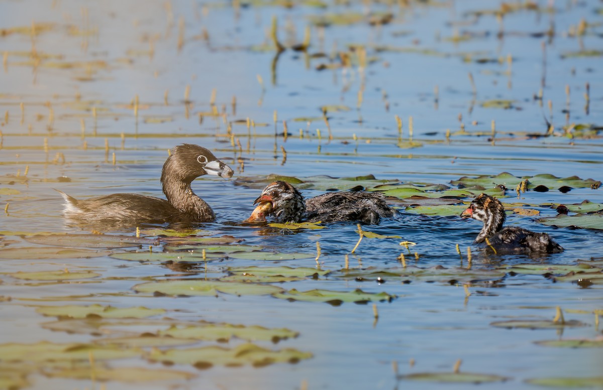 Grèbe à bec bigarré - ML638503066