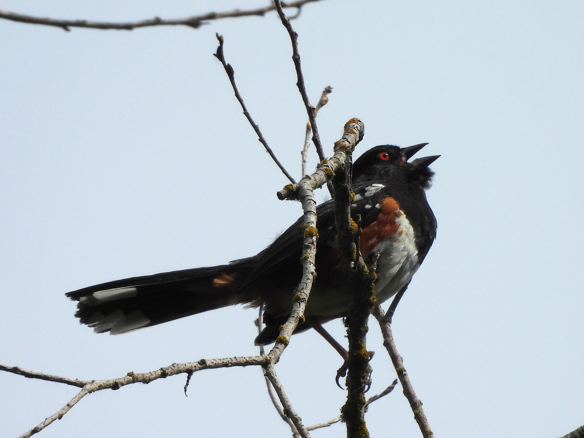 Spotted Towhee - ML638503068