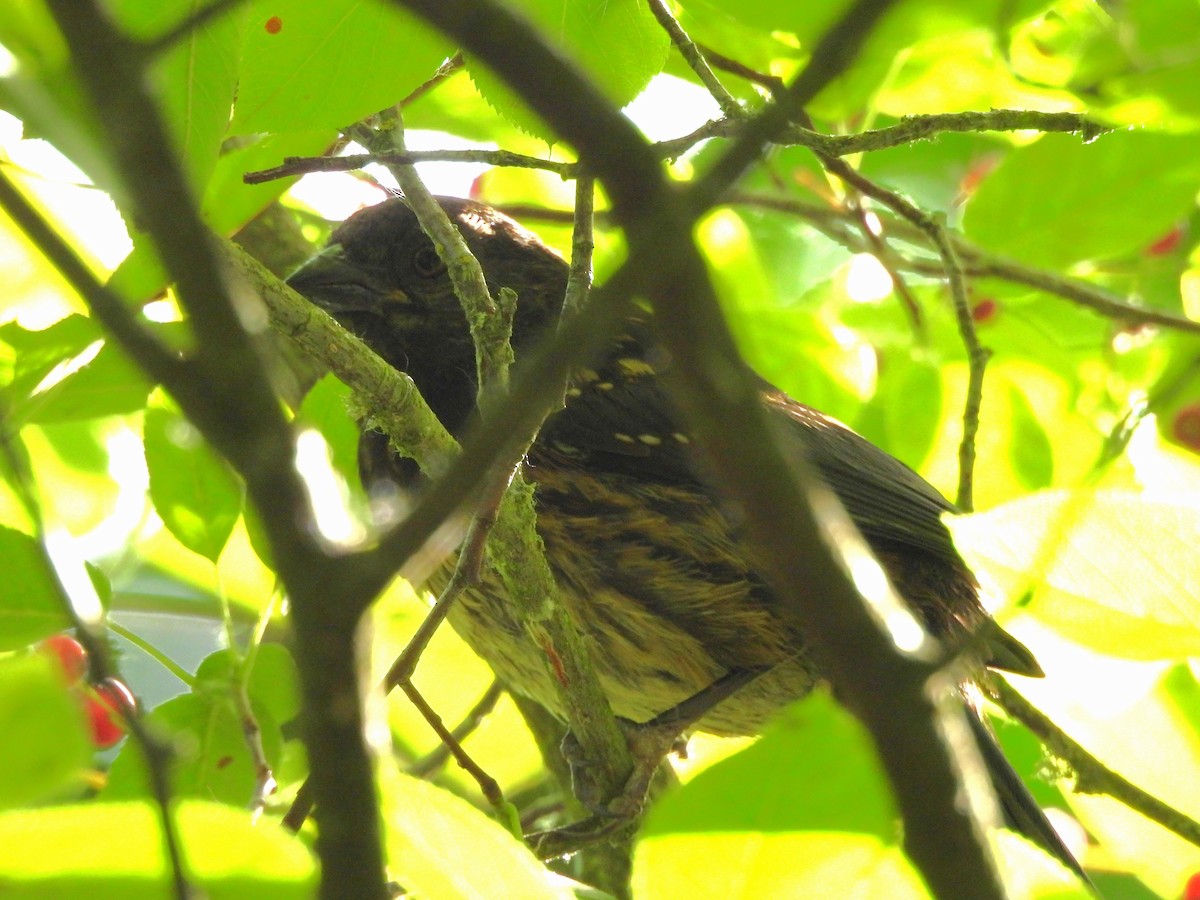 Spotted Towhee - ML638503069
