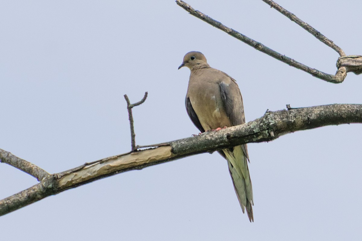 Mourning Dove - ML638503074
