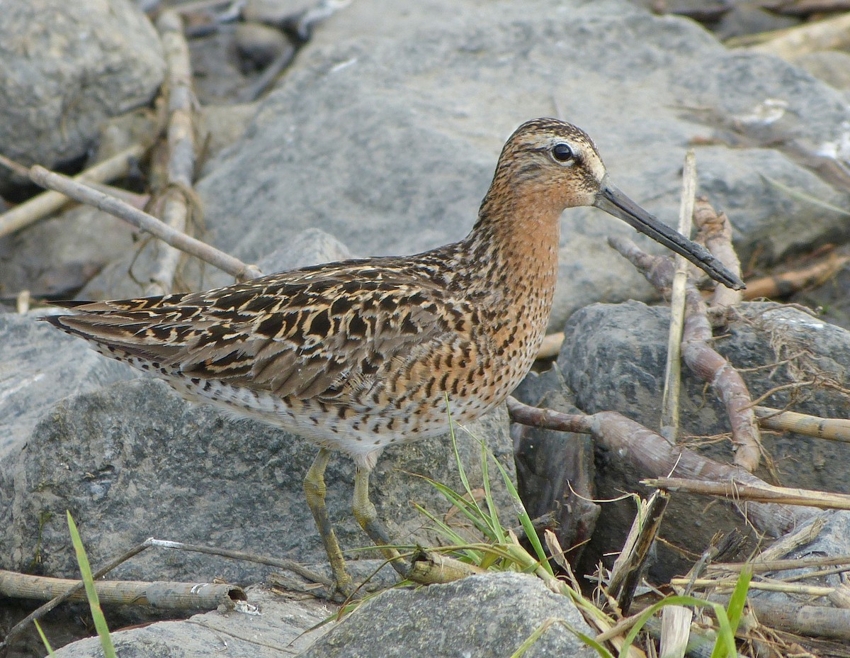 Short-billed Dowitcher - ML638503075