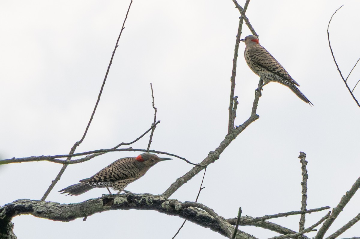 Northern Flicker - ML638503102