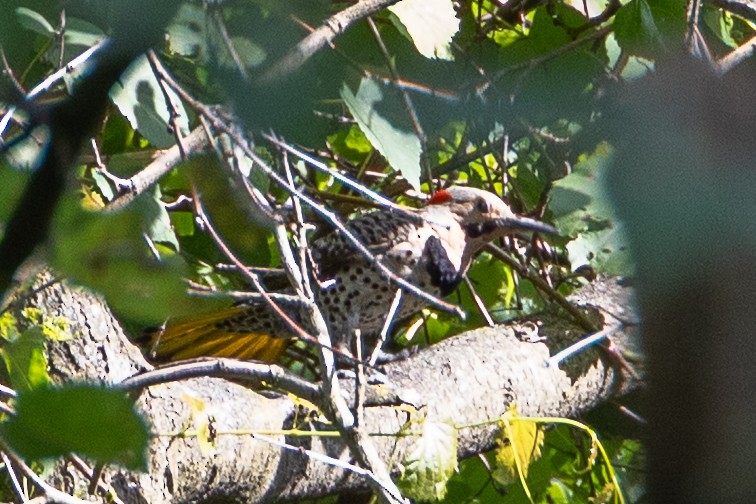 Northern Flicker - ML638503103