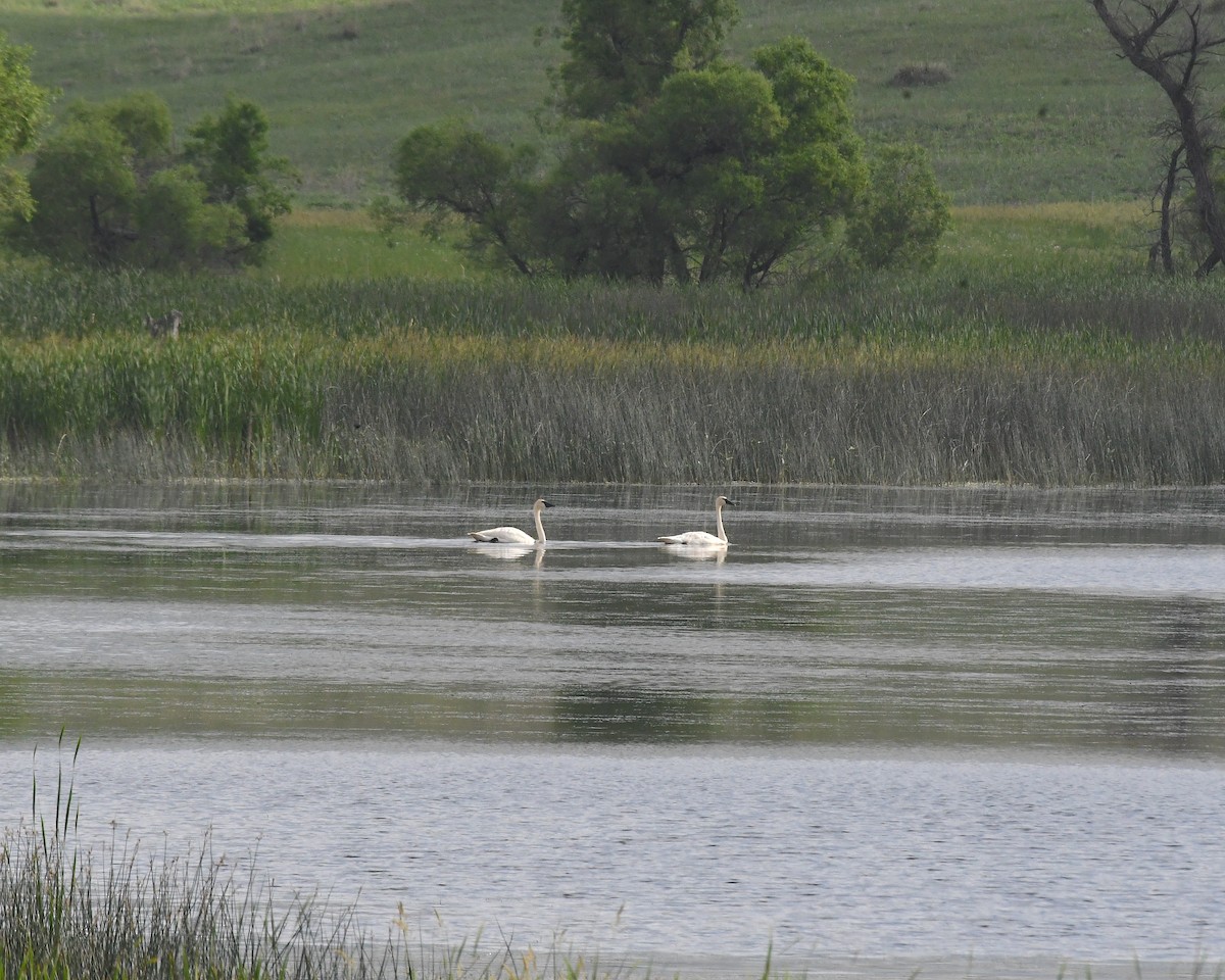 Trumpeter Swan - ML638503104