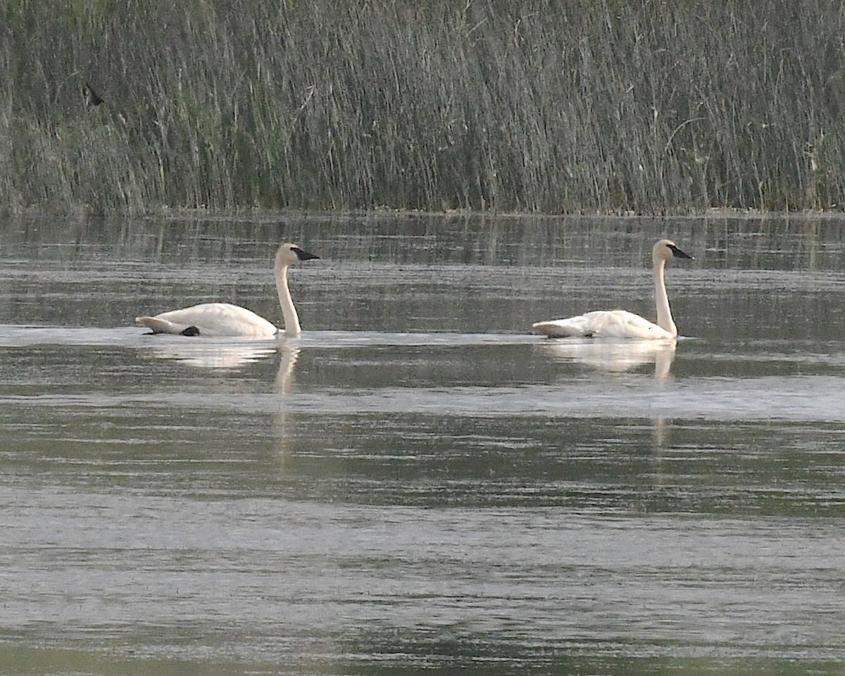 Trumpeter Swan - ML638503106