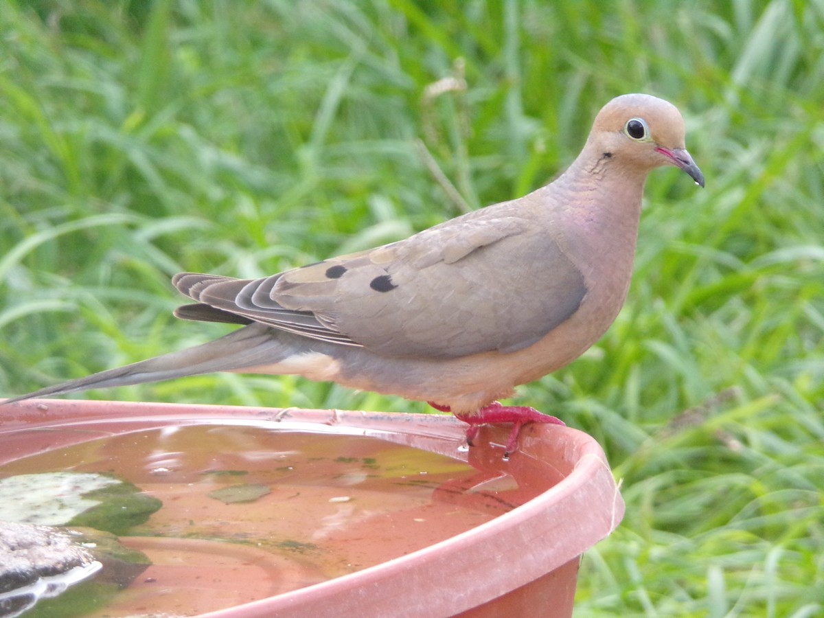 Mourning Dove - ML638503107