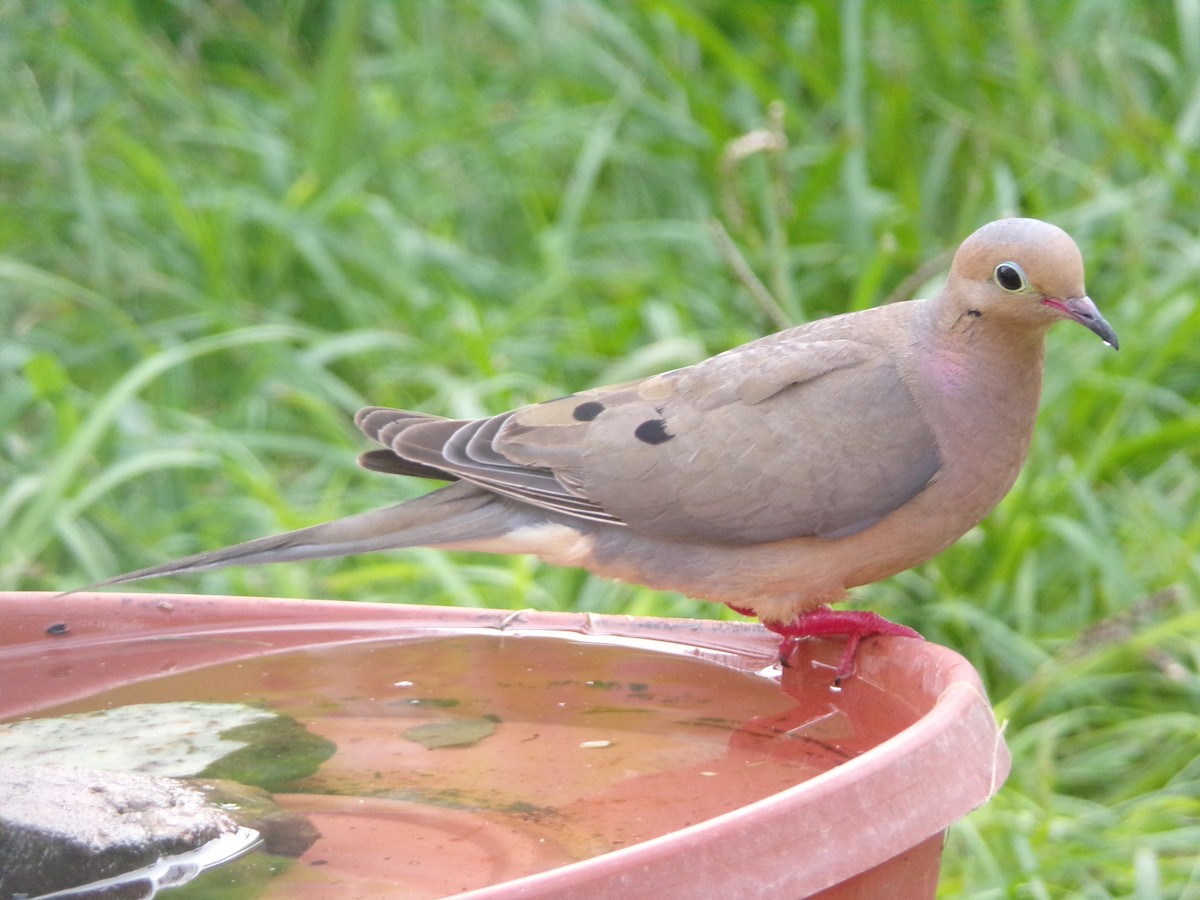 Mourning Dove - ML638503108