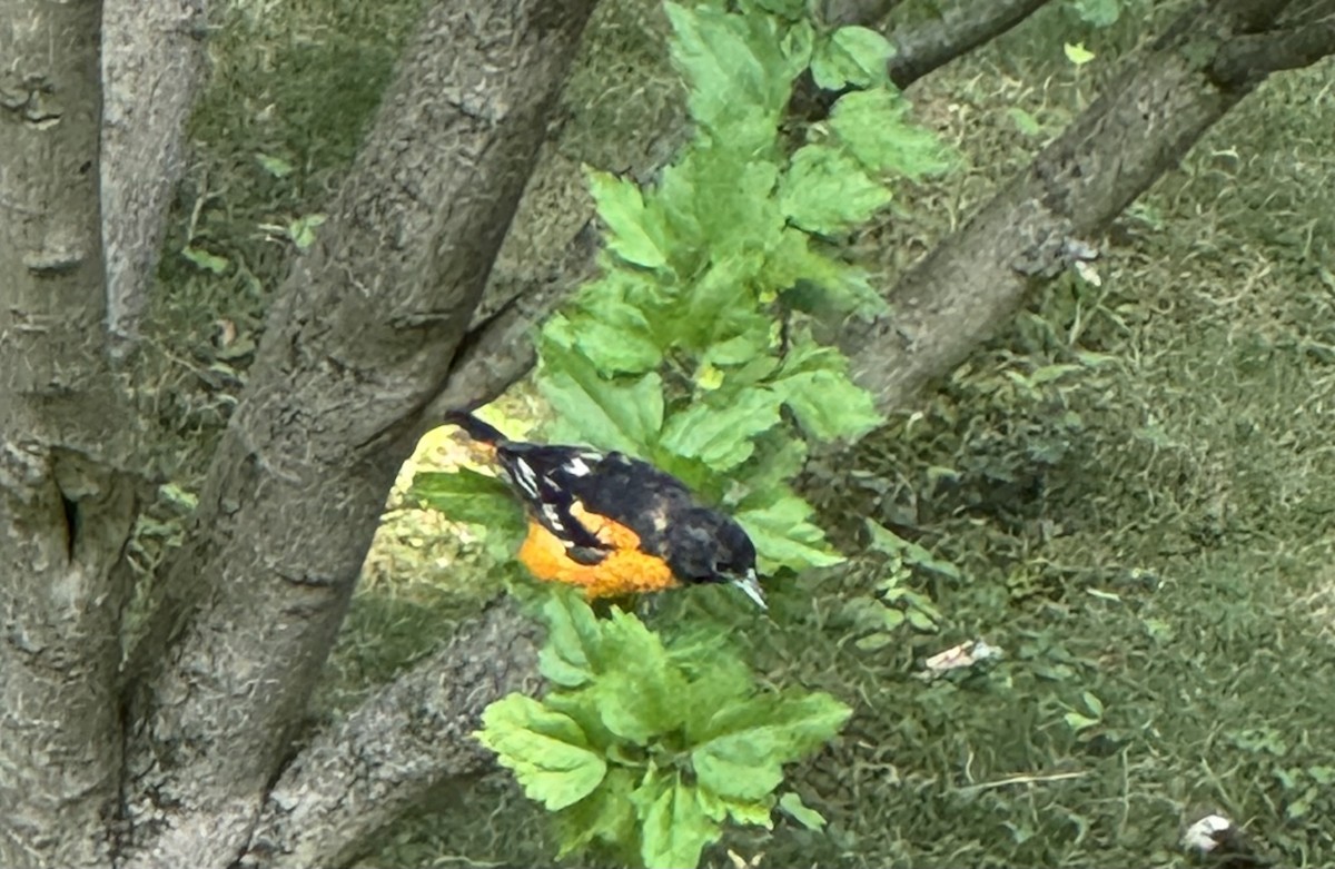 Baltimore Oriole - ML638503116