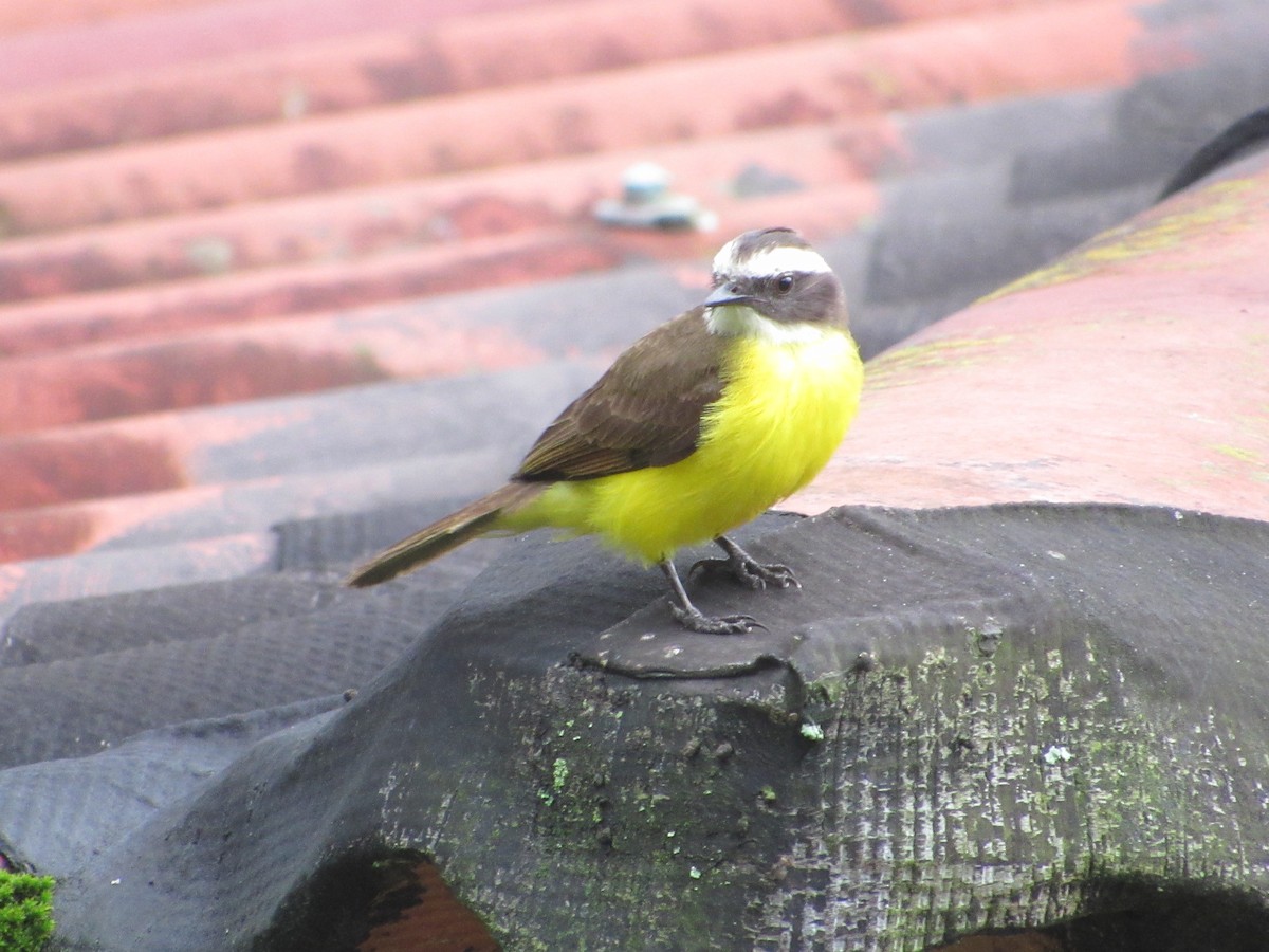 Rusty-margined Flycatcher - ML638503117