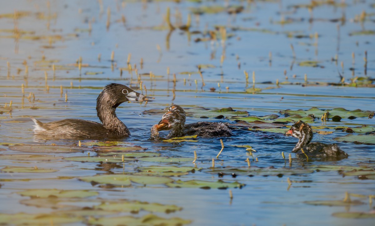 Grèbe à bec bigarré - ML638503120