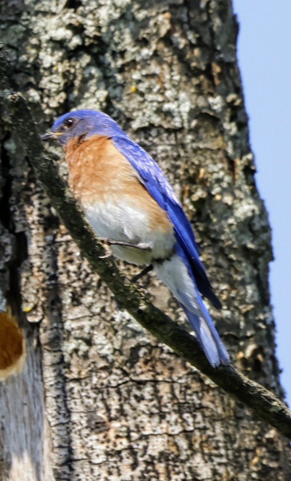 Eastern Bluebird - ML638503130