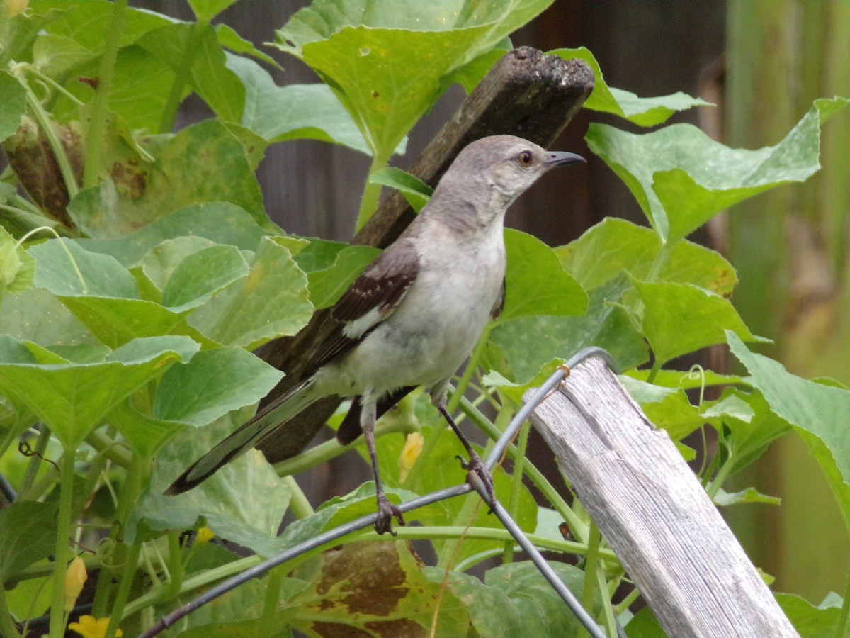 Northern Mockingbird - ML638503137