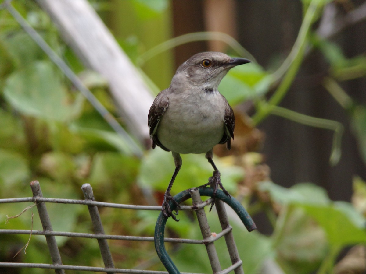 Northern Mockingbird - ML638503138