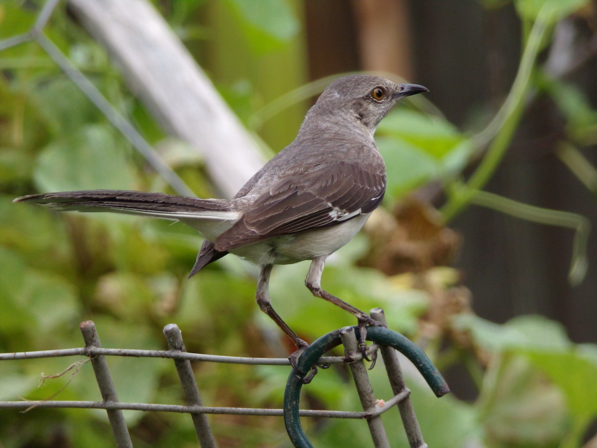 Northern Mockingbird - ML638503139