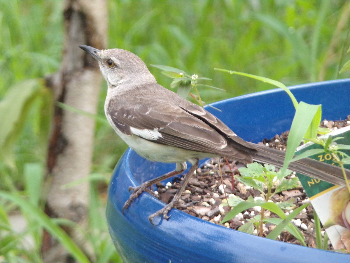 Northern Mockingbird - ML638503140