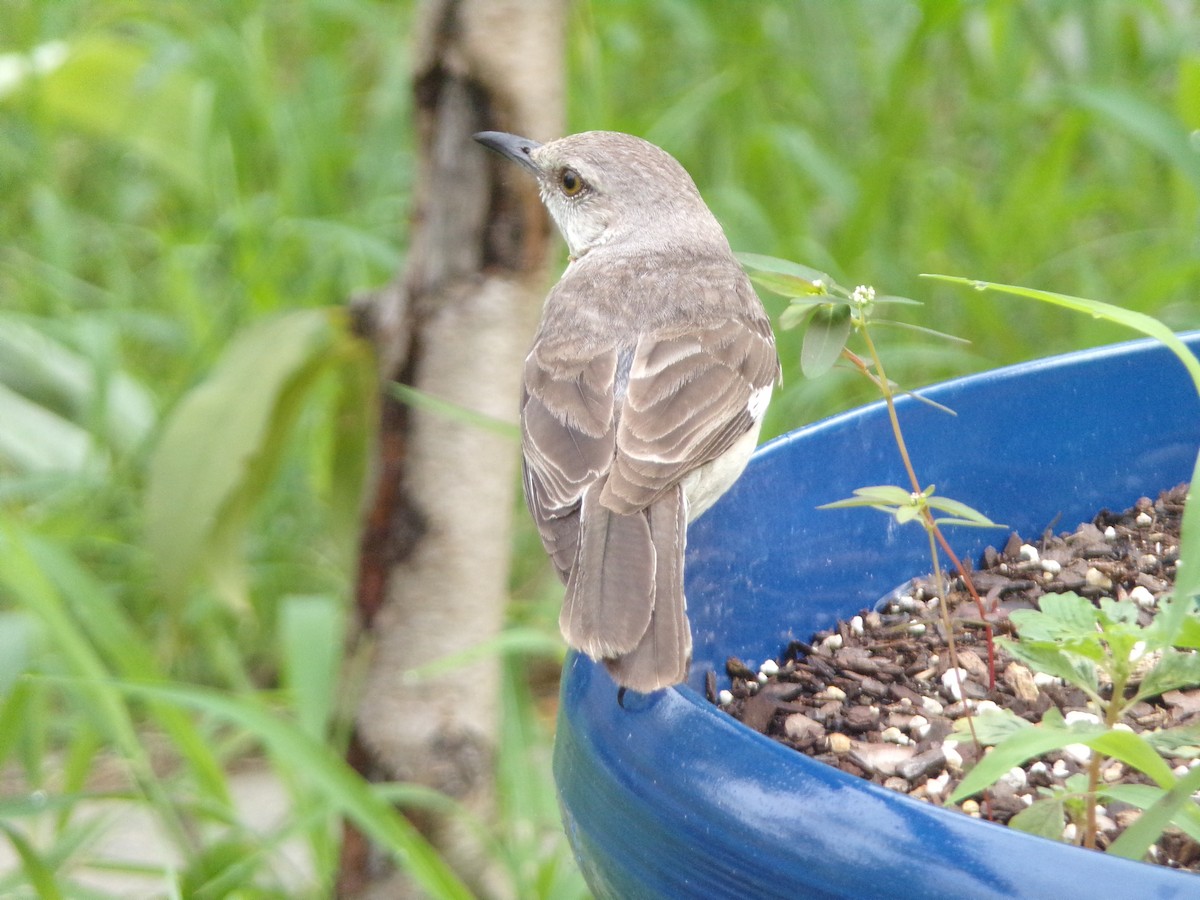Northern Mockingbird - ML638503143