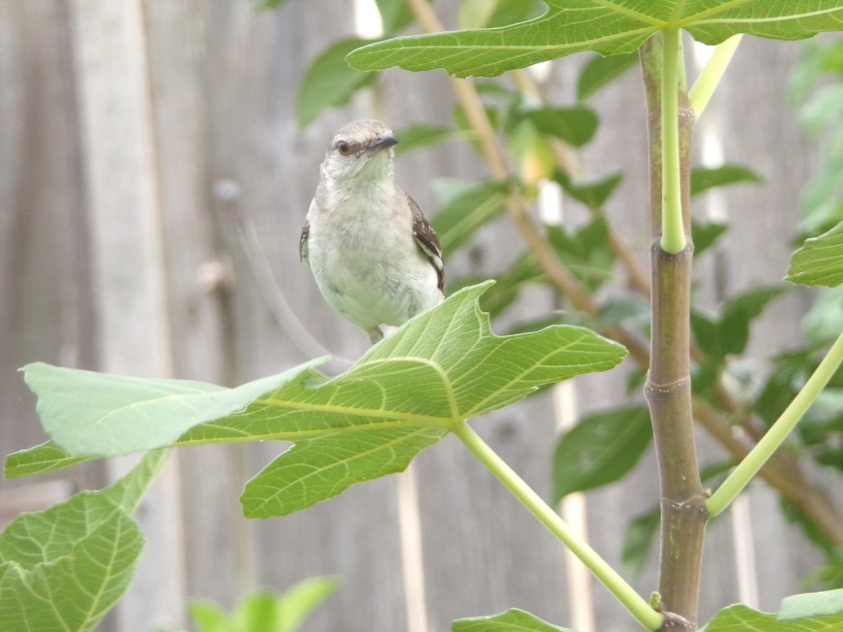 Northern Mockingbird - ML638503144