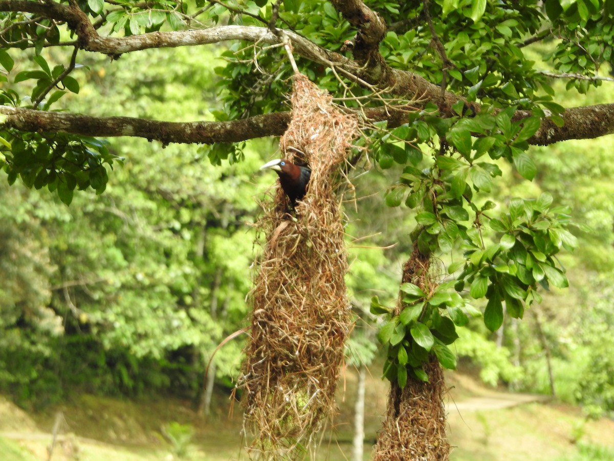 Chestnut-headed Oropendola - ML638503147