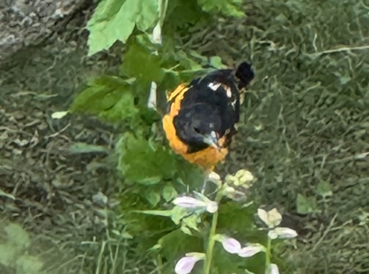 Baltimore Oriole - ML638503161